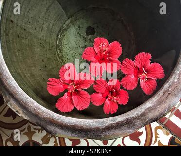 Hibiscus flowers in the water, Spa saloon in Laos Stock Photo