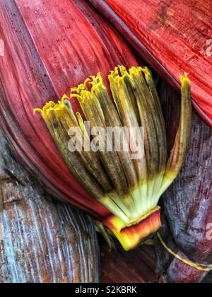 Fresh delicious banana blossom, banana heart, vazhai poo edible banana flower. Stock Photo