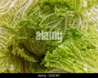 Full frame of fresh delicious ripe green Napa cabbage, Chinese cabbage, wombok on display and for sale at the local produce vendor. Stock Photo