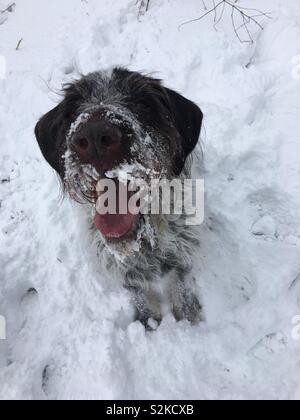 Happy German Wire-Haired Pointer enjoying the snow Stock Photo