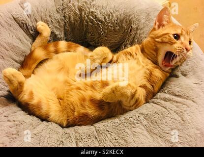 Ginger tabby cat yawning Stock Photo