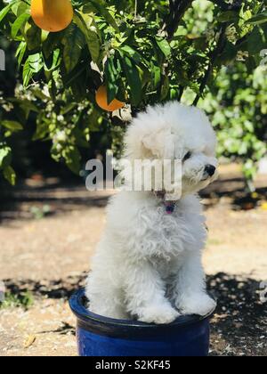 Teddy Puppy, a white and fluffy Bichon baby, perched in a cobalt blue pot gazing and alert amidst orange grove. Stock Photo