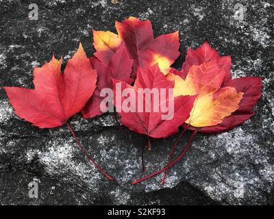 Red and yellow maple leaves against a dark stone background Stock Photo