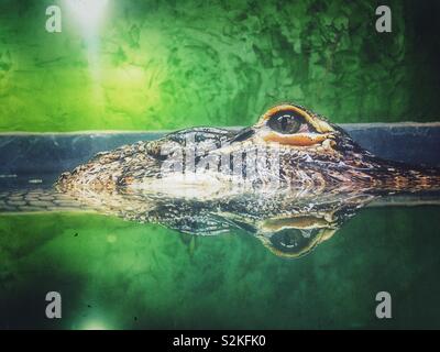 Alligator eye above water with reflection in still water creating interesting symmetry Stock Photo