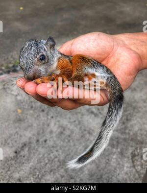 A baby squirrel curled up in the palm of a man’s hand. Stock Photo