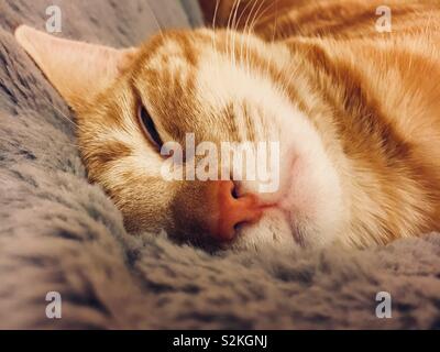Ginger tabby kitten sleeping in a fluffy pet bed Stock Photo