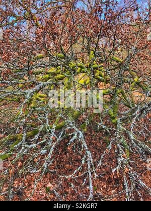 Fallen beech tree covered in lichen in the New Forest National Park. Stock Photo