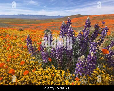 Lupine, California Goldfields, and Poppies at Antelope Valley California Poppy Reserve Stock Photo