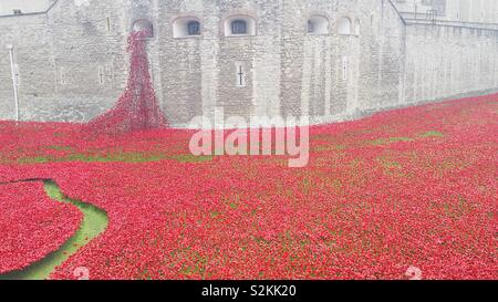 Poppies on display at the Tower of London in London UK Stock Photo