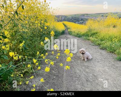 A Cute Golden Doodle Puppy Sits On A Hiking Trail By Yellow Wildflowers In Southern California Stock Photo Alamy