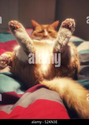 Ginger cat lying on back with paws in the air Stock Photo