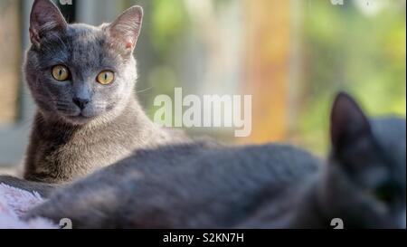 Kitten enjoying the sunlight behind the window Stock Photo