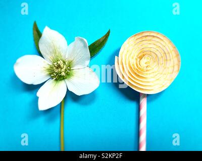 A real flower next to a paper flower. Stock Photo