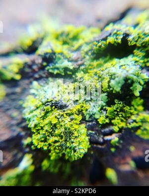 Green lichen growing on a stick up close Stock Photo