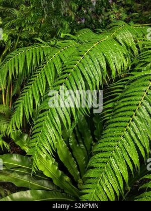 Full frame of fresh green Dioon spinulosum, giant dioon, and gum palm tree fronds growing in a garden. Stock Photo