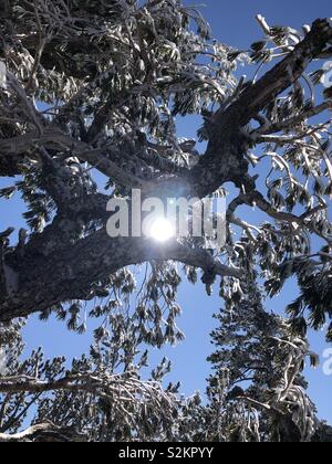 Tree with sun peeking through and icicles on the branches on a cold day in Lake Tahoe California Stock Photo