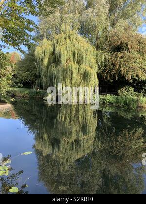 Weeping Willow tree in the sunshine reflected in the water at Beverley Beck, East Yorkshire. Stock Photo