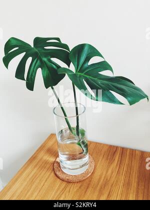 Monstera clipping in vase on table Stock Photo