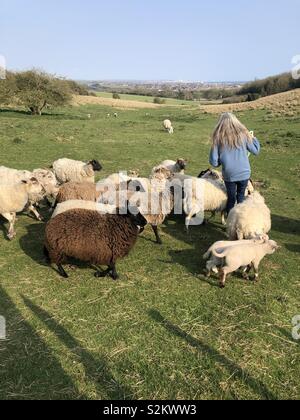 Sheep being fed by owner Stock Photo