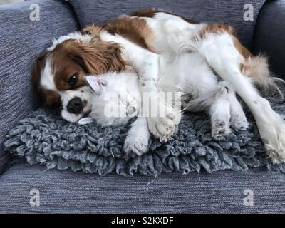 Dogs and cats Stock Photo