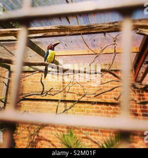 Caged Bird Stock Photo