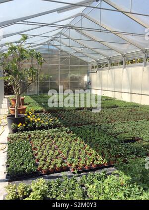 Inside a plant nursery glasshouse containing many young baby plants and flowers Stock Photo