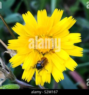 A ladybug perchs in a yellow daisy in Prado del Rey, Sierra de Grazalema, Andalucia, Spain Stock Photo