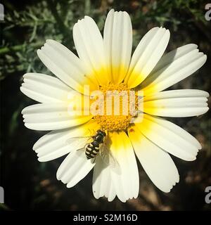 A fly perches on a white daisy in Prado del Rey, Sierra de Grazalema, Spain Stock Photo