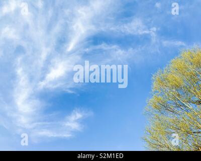 Wispy cirrus clouds in blue sky with green, leafing spring tree Stock Photo