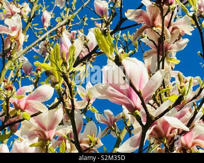 Magnolia tree, pink magnolia, Stock Photo