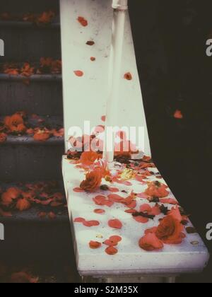 The dying beauty of Camellia japonica L. And the leaves on the home stair Stock Photo