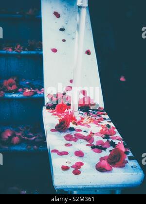 The dying beauty of Camellia japonica L. And the leaves on the home stair Stock Photo