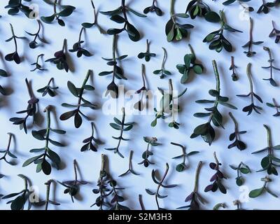 Houseplant propagation. Jade plant cuttings before planting Stock Photo