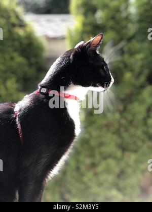 A black and white cat wearing a red collar. Stock Photo