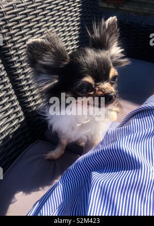 A long haired chihuahua in the sun Stock Photo