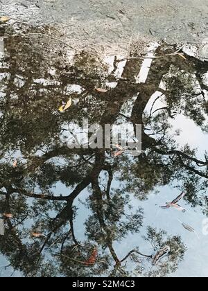 A puddle sprouting a tree. Stock Photo