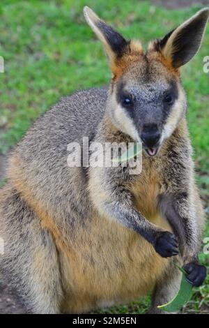 Australian rock wallaby Stock Photo