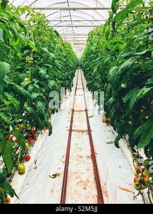 Rows of tomato plants growing in a large greenhouse Stock Photo