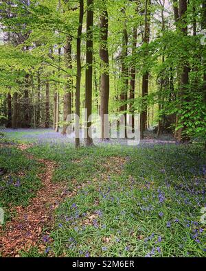 Bluebell Woods, Buckinghamshire Stock Photo