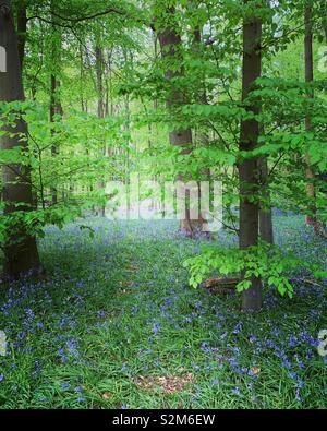 Bluebell Woods, Buckinghamshire Stock Photo