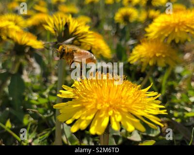 Honeybee covered in pollen taking flight from a wild flower dandelion Stock Photo