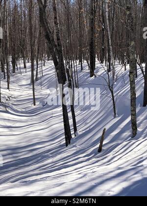 Tree shadows on snow Stock Photo