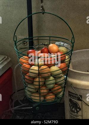 Wire basket full of pasture raised farm fresh eggs in a variety of natural colors. Stock Photo