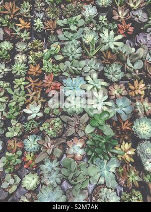 Succulent plants Stock Photo