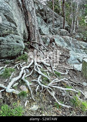 Tangles Prop Roots Tangle of Exposed Tree Roots above ground Stock Photo - Alamy