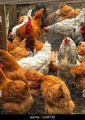 Beautiful and healthy free range chickens roaming around their chicken wire enclosed pen.