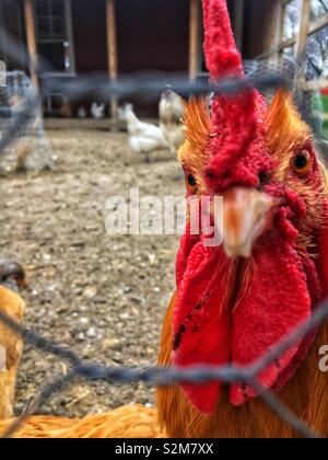 Beautiful and healthy free range chickens roaming around their chicken wire enclosed pen and the rooster is looking at the camera. Stock Photo