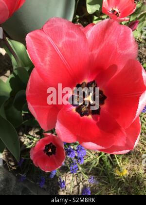 Pink Tulips and Purple Hyacinth Stock Photo