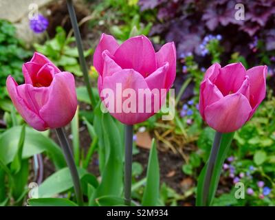 Three pink tulips Stock Photo