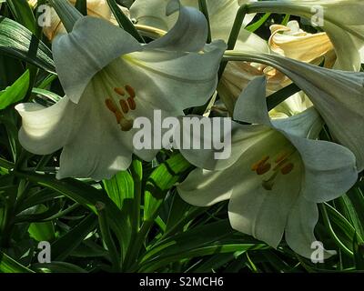 Two Easter Lilies facing each other and growing in the garden. Stock Photo